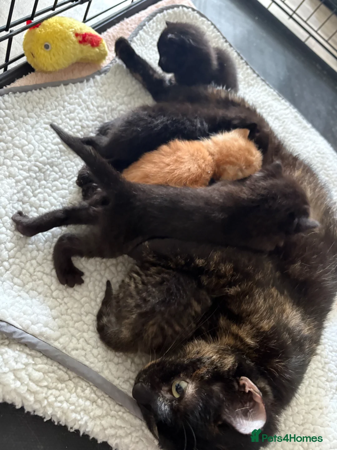 Mixed Breed cats for sale: 9 week old kittens  - Advert 2