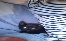 Mixed Breed cats for sale: Black Feral kitten looking for lots of TLC - Image 4