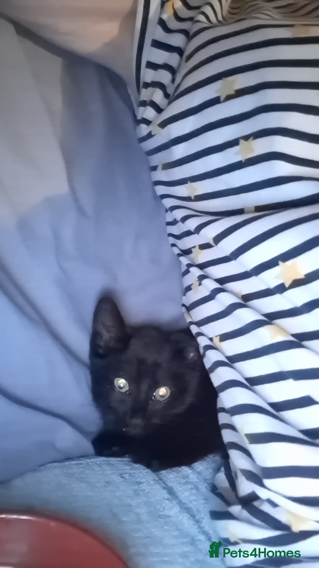 Mixed Breed cats for sale: Black Feral kitten looking for lots of TLC - Image 4