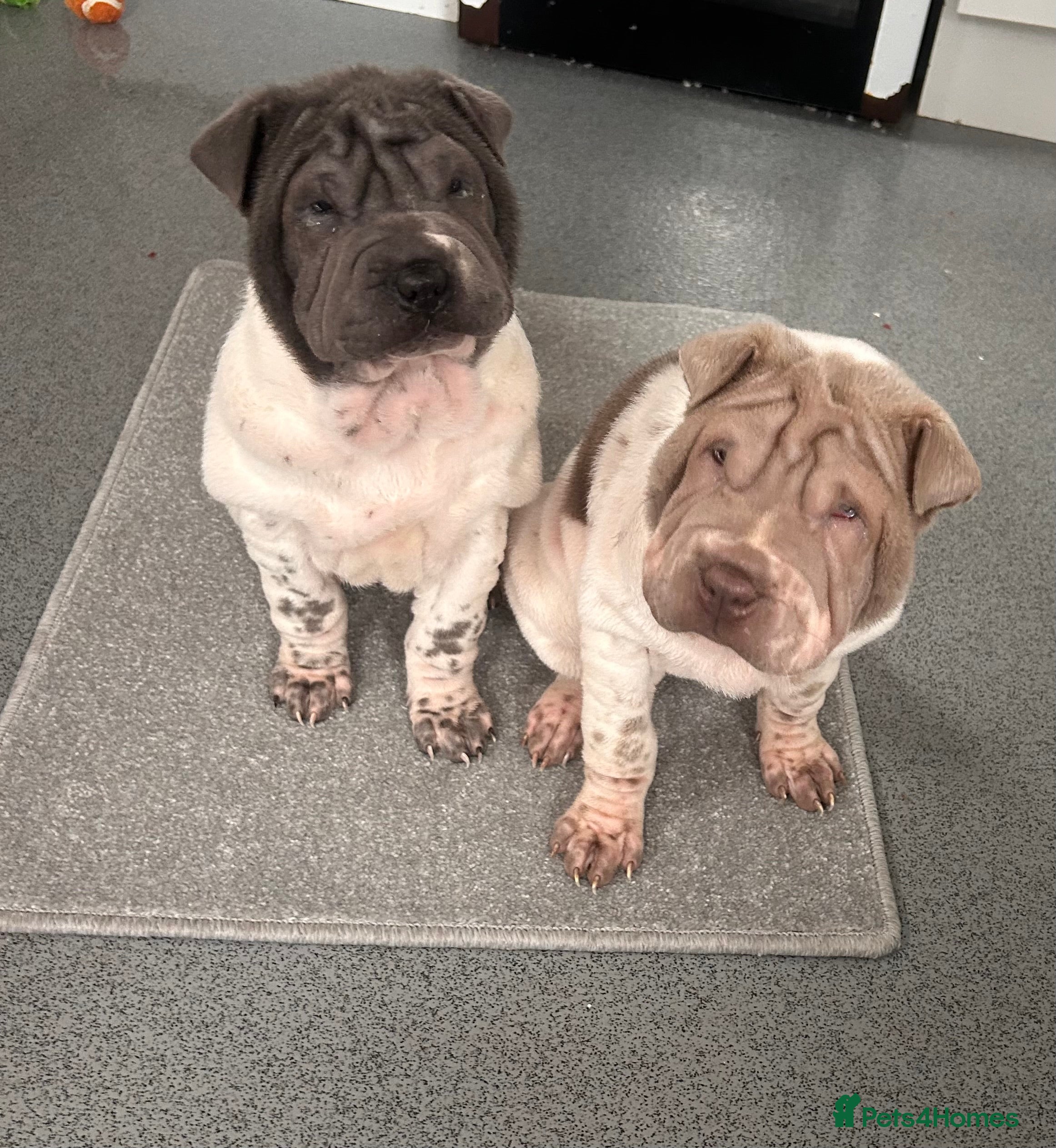 Shar Pei dogs Kc registered shar pei rare colours - Advert 2