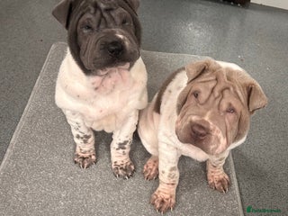 Shar Pei dogs Kc registered shar pei rare colours - Advert 14