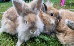 Lionhead rabbits for sale: 6 Cute Lionheads for sale - Image 3
