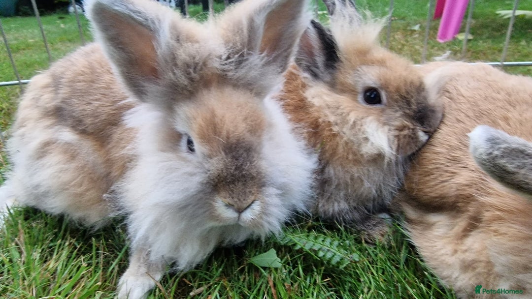 Lionhead rabbits for sale: 6 Cute Lionheads for sale - Image 3