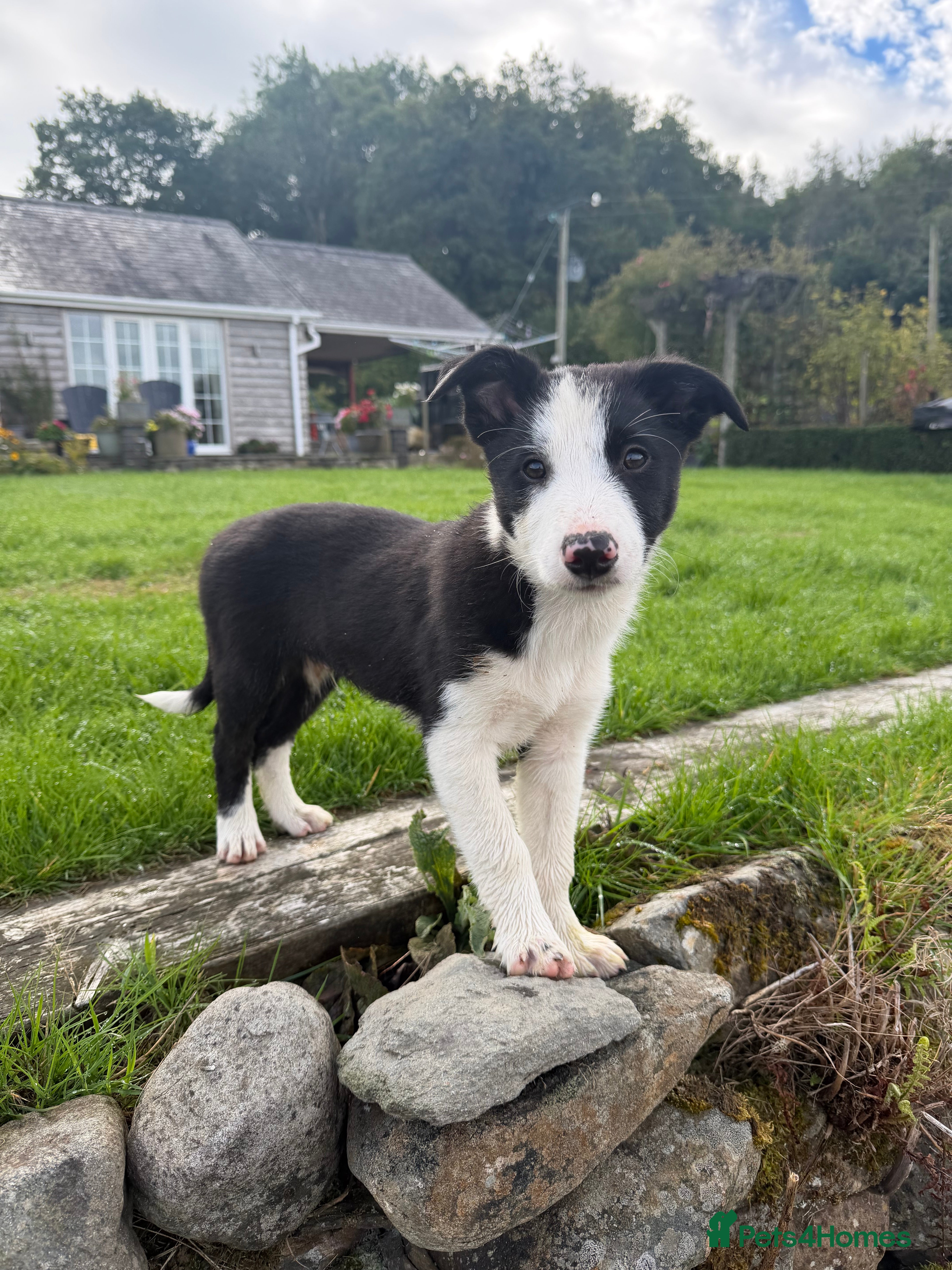 Border Collie dogs Border collie pups for sale - Advert 2