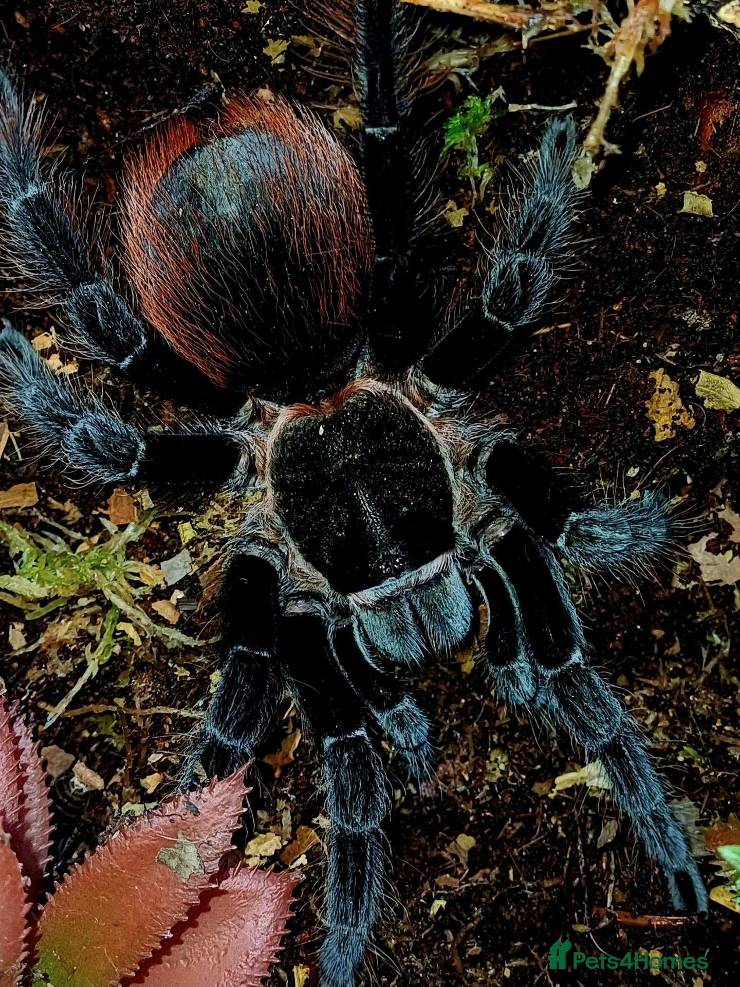 Tarantulas invertebrates Tliltocatl vagans (Mexican red rump) - Advert 3