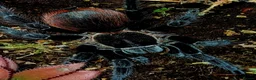 Tarantulas invertebrates for sale: Tliltocatl vagans (Mexican red rump) in Leighton Buzzard - Advert 1