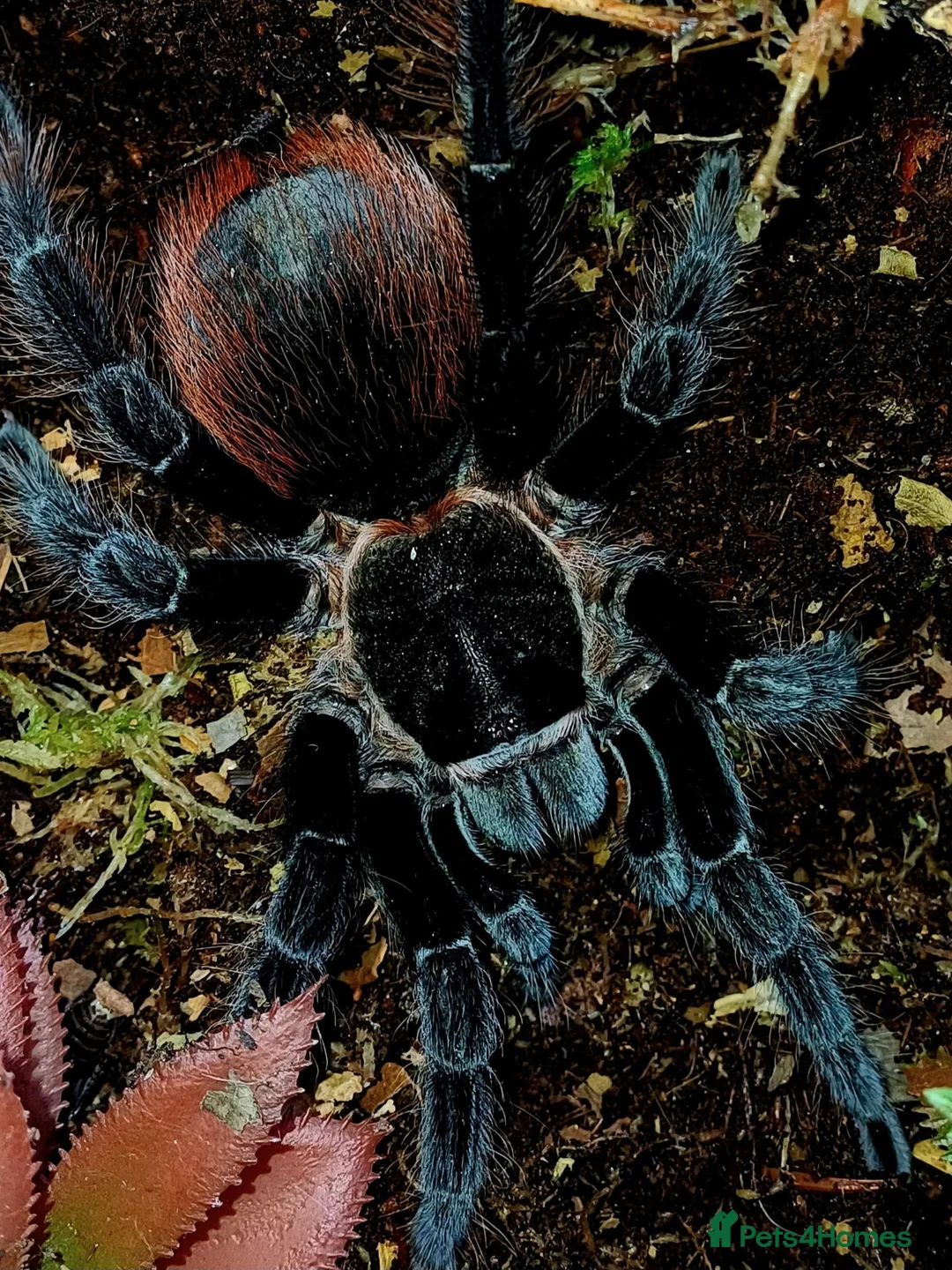 Tarantulas invertebrates for sale: Tliltocatl vagans (Mexican red rump) in Leighton Buzzard - Advert 1