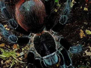 Tarantulas invertebrates Tliltocatl vagans (Mexican red rump) - Advert 6