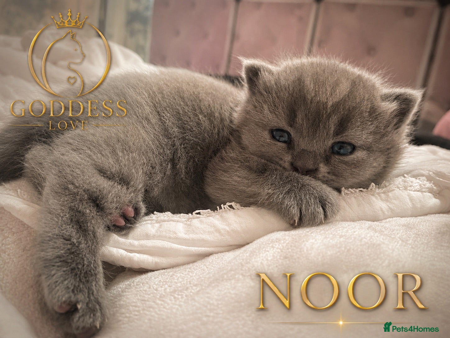 British Shorthair cats Amazing Pedigree British Shorthair Kittens  - Advert 2