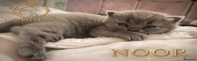 NOOR