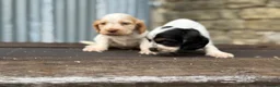 Cocker Spaniel dogs for sale: Stunning health tests show cockers  - Advert 11