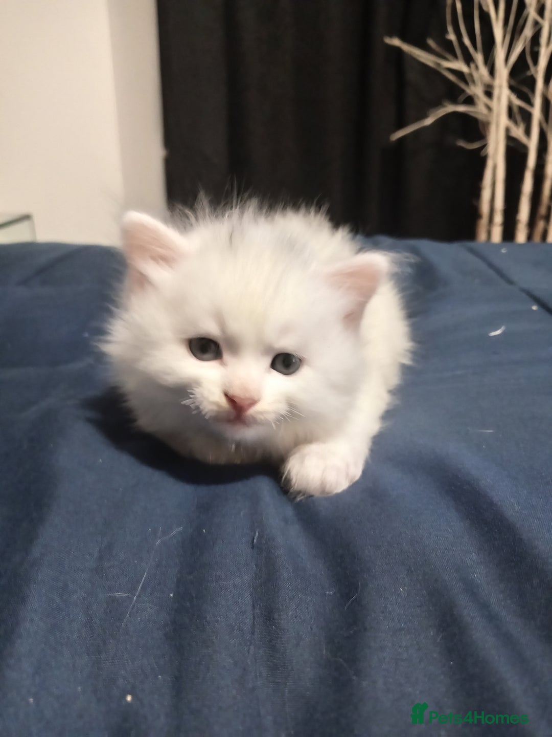 Mixed Breed cats for sale: Short hair white kitten for sale she is beautiful  - Advert 10