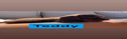 Dachshund dogs for sale: Beautiful Dachshunds  in Gloucester - Advert 28