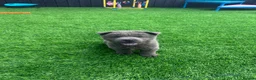 Chow Chow dogs for sale: Stunning exotic colour chowski puppies for sale  - Advert 19