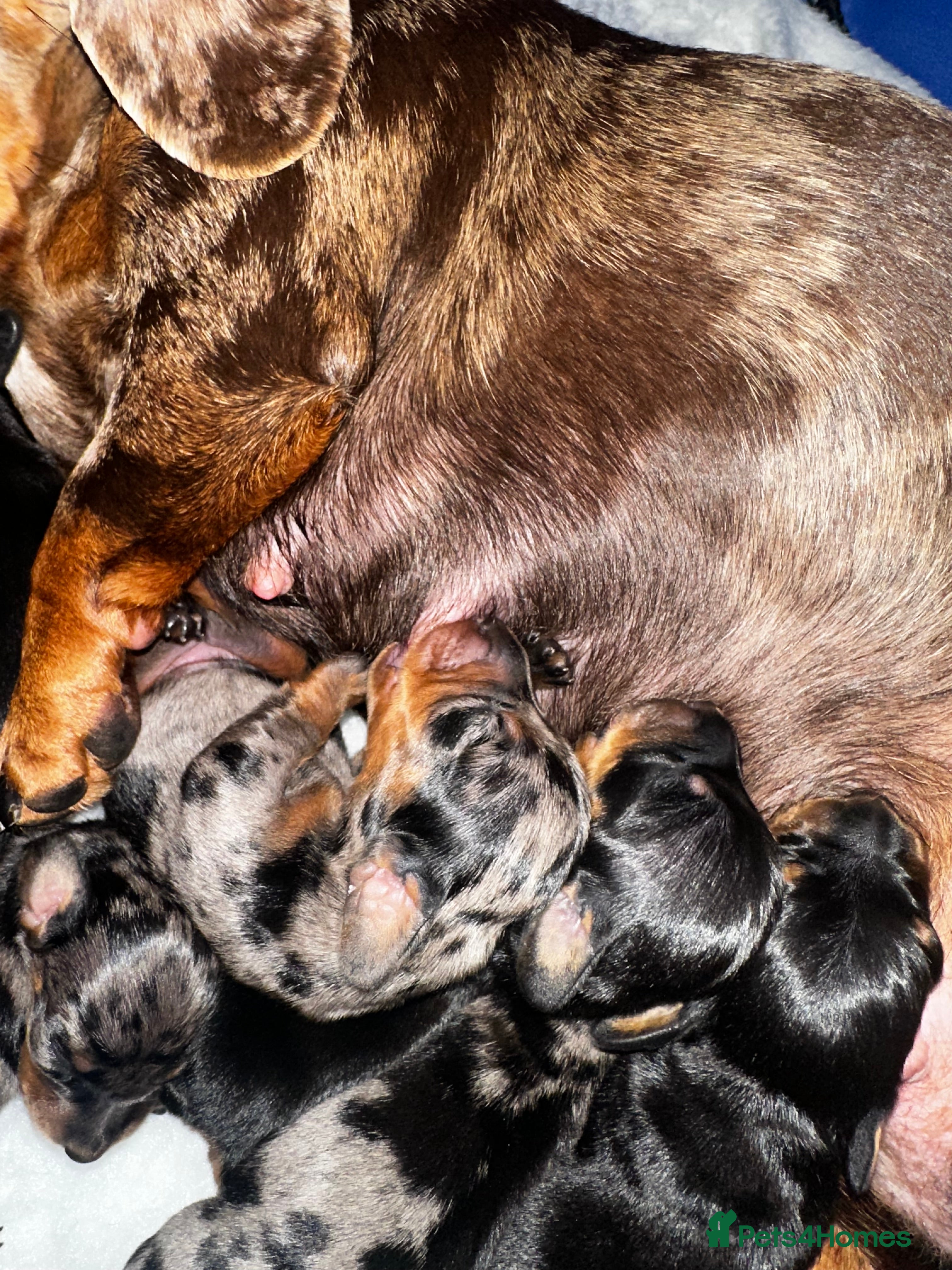 Miniature Dachshund dogs Miniature Silver Dapple & Black and Tan Dachshunds - Advert 6