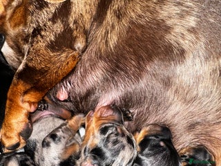 Miniature Dachshund dogs Miniature Silver Dapple & Black and Tan Dachshunds - Advert 6