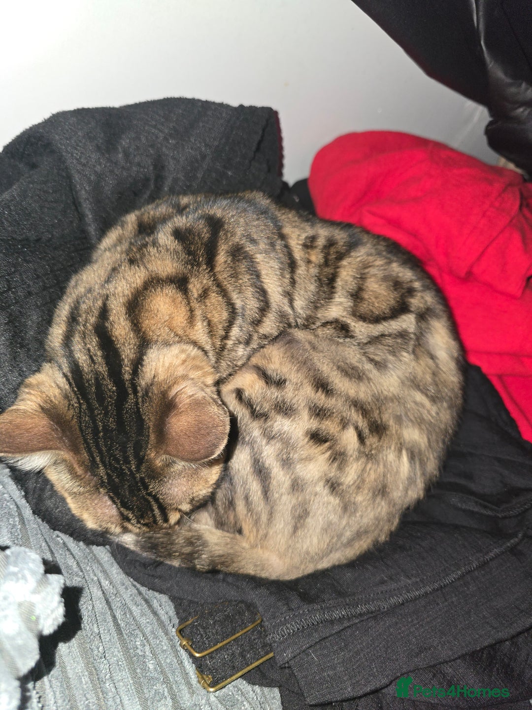 Bengal cats for sale: Bengal female (open to offers) - Advert 2