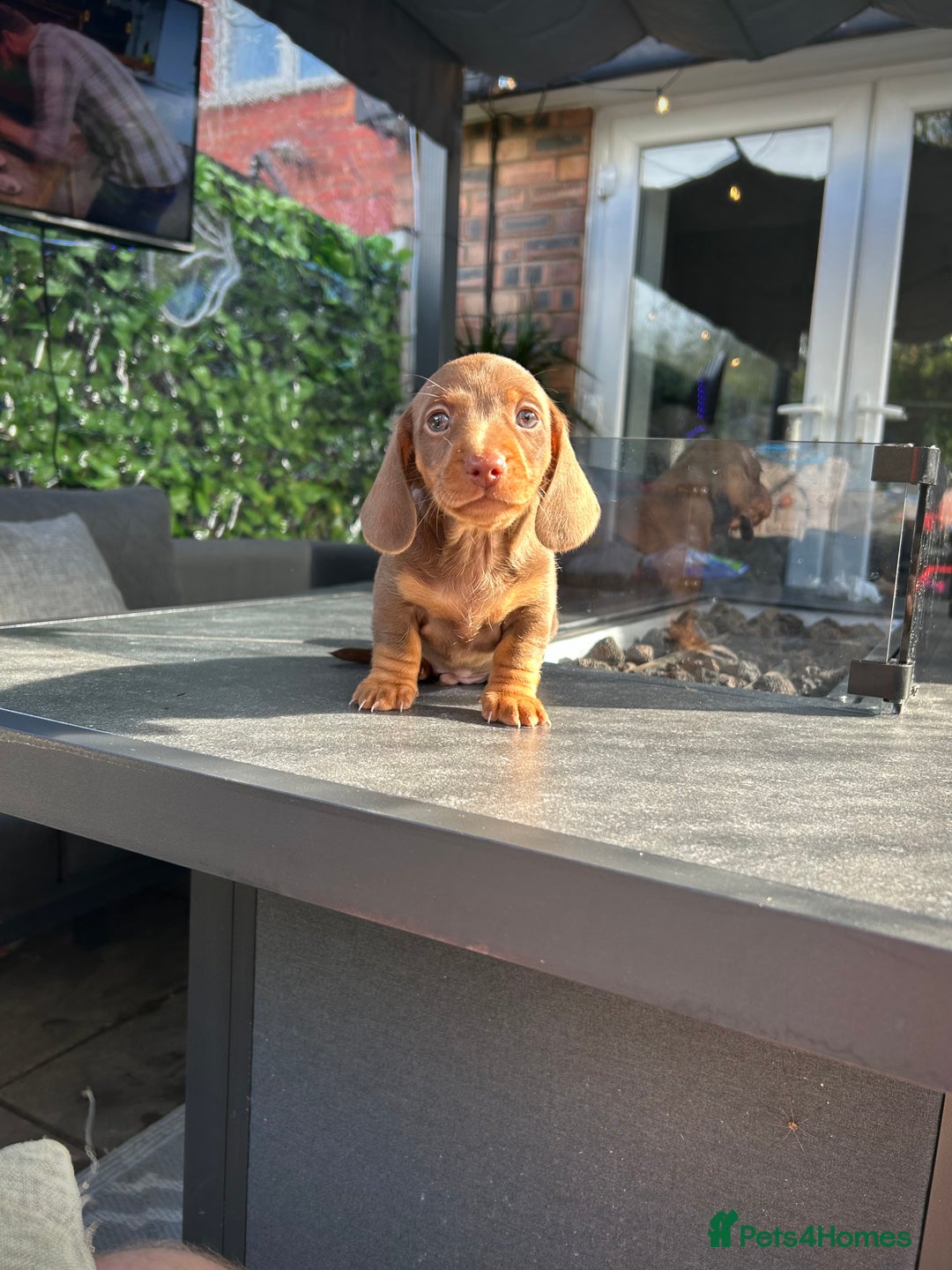 Miniature Dachshund dogs for sale: Last Male Miniature Daschund  🩵 - Image 3