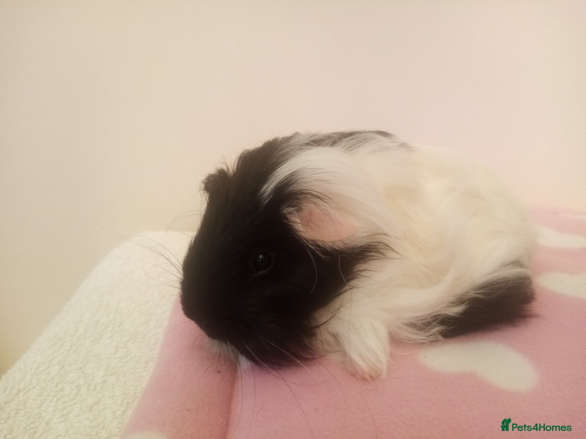 Guinea Pig rodents Two boys ready now. 4 boys 16th June.  - Advert 2