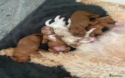 Mixed Breed dogs for sale: Adorable Cavapoochon x Cavapoo Puppies  - Image 13