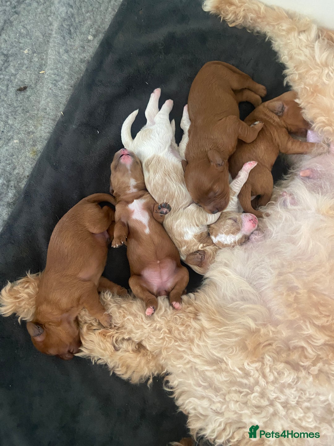 Mixed Breed dogs for sale: Adorable Cavapoochon x Cavapoo Puppies  - Image 13