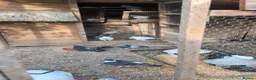Pigeons birds for sale: Pigeons Mixed Variety  - Advert 9