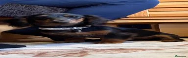 Miniature Dachshund 1