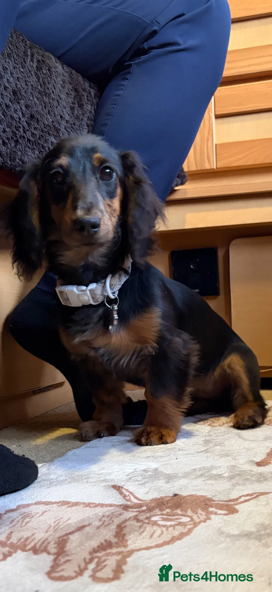 Miniature Dachshund dogs for sale: KC registered long-haired miniature dachshund - Advert 2