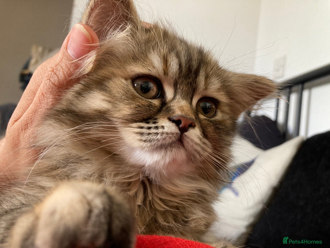 Persian cats for sale: Beloved 2 year old Persian Queen for adoption  - Image 3