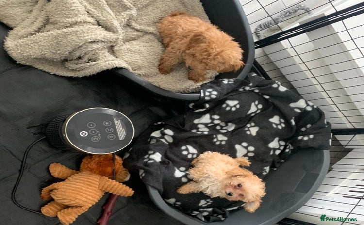 Poochon dogs - Advert 3