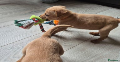 Labrador Retriever dogs - Advert 7