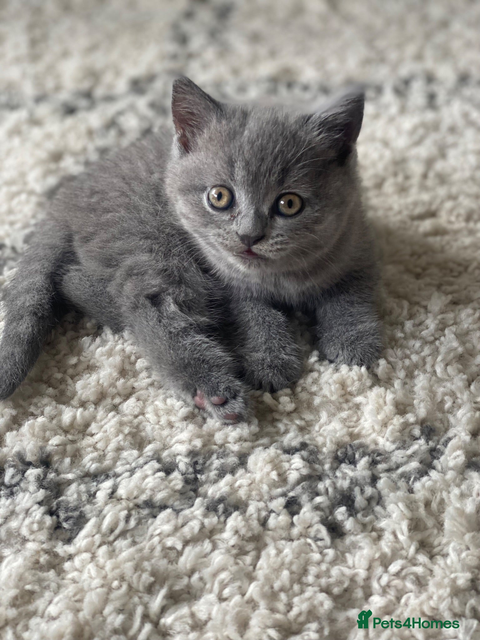British Shorthair cats BSH kitten ready to leave 28th June  - Advert 2