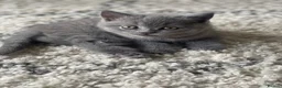 British Shorthair cats for sale: BSH kitten ready to leave 28th June  - Advert 1