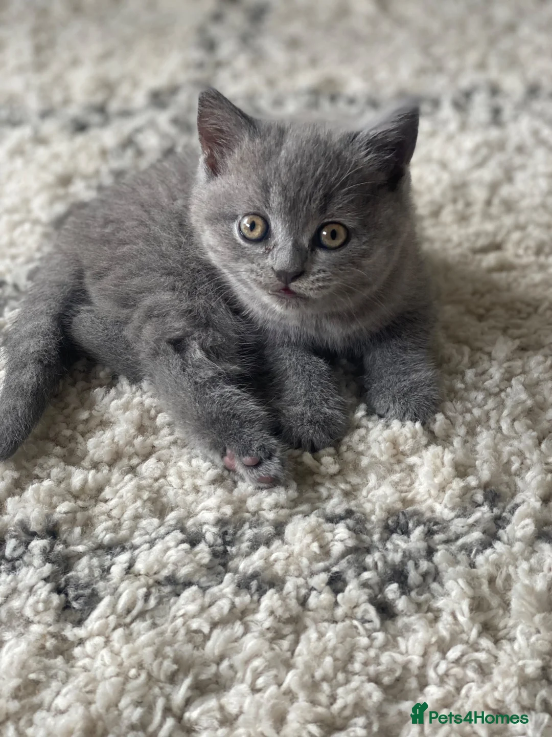 British Shorthair cats for sale: BSH kitten ready to leave 28th June  - Advert 1