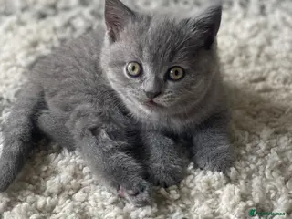 British Shorthair cats BSH kitten ready to leave 28th June - Advert 1