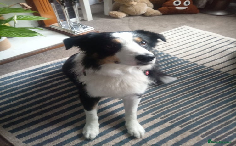 Australian Shepherd dogs - Advert 1