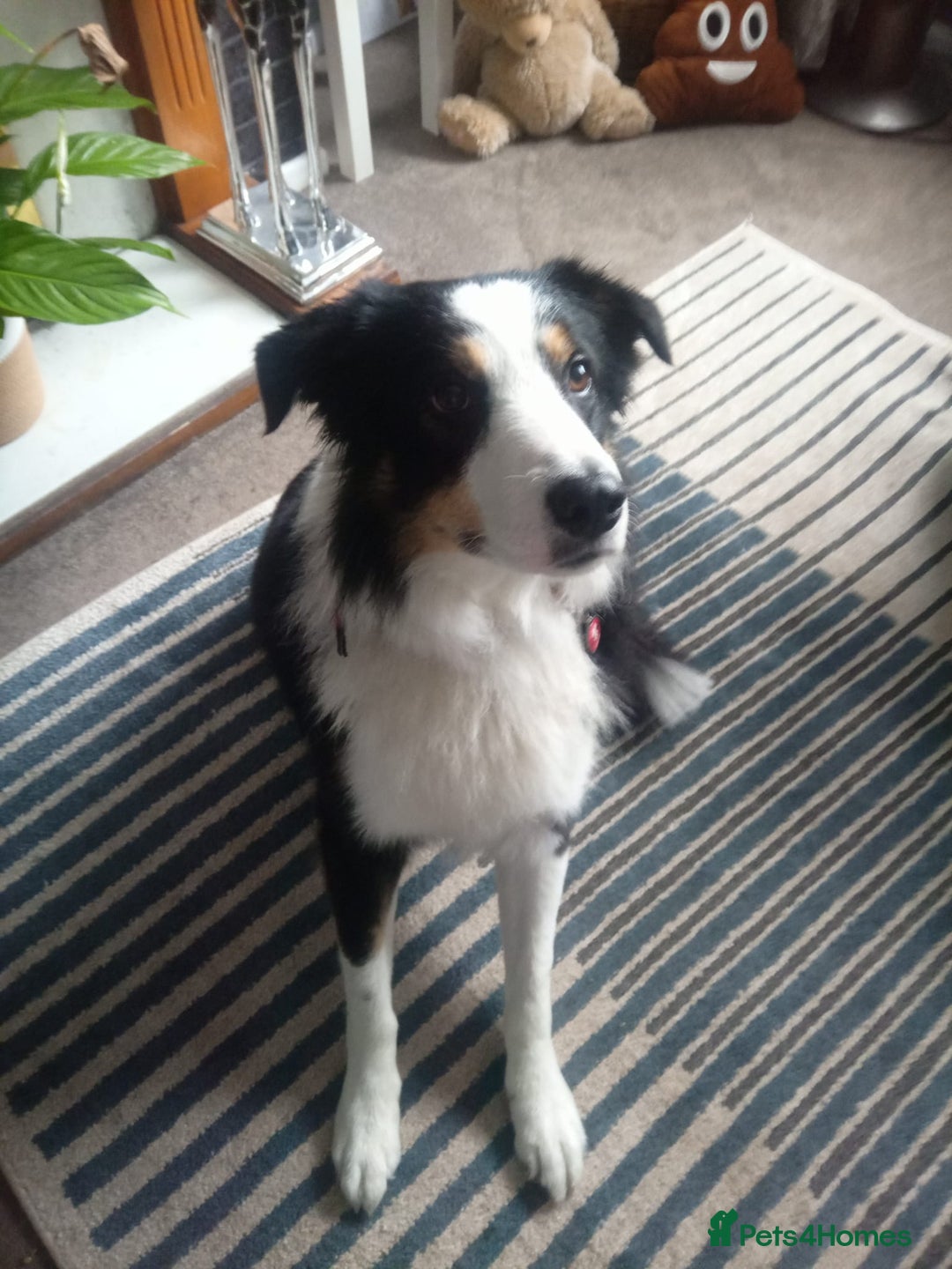 Australian Shepherd dogs for sale: Loving pooch.  - Image 1