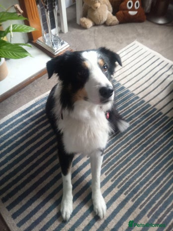 Australian Shepherd dogs - Advert 1