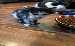 Domestic Shorthair cats for sale: Forever homes needed  - Image 21