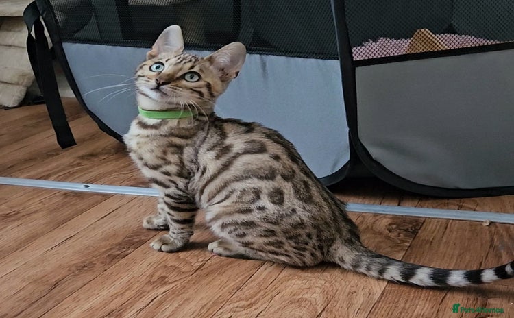 Bengal cats in Falmouth - Advert 2