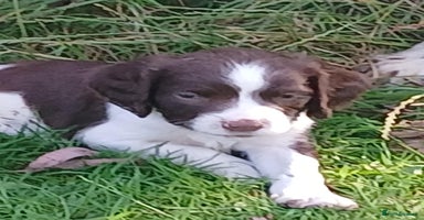 English Springer Spaniel dogs - Advert 5