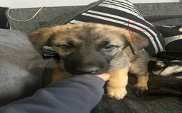 Mixed Breed dogs for sale: Pups for sale in Skelmersdale - Image 8