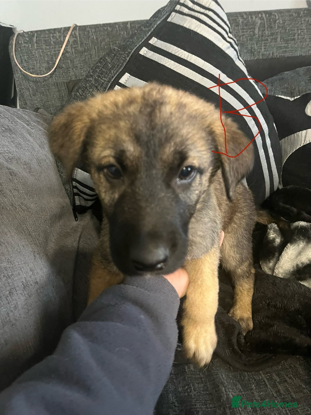 Mixed Breed dogs for sale: Pups for sale in Skelmersdale - Image 8