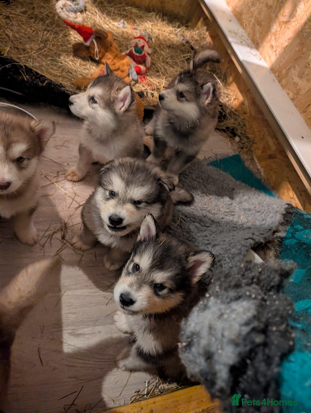 Alaskan Malamute dogs for sale: 2 left KC Alaskan malamute puppies champion lines - Advert 9