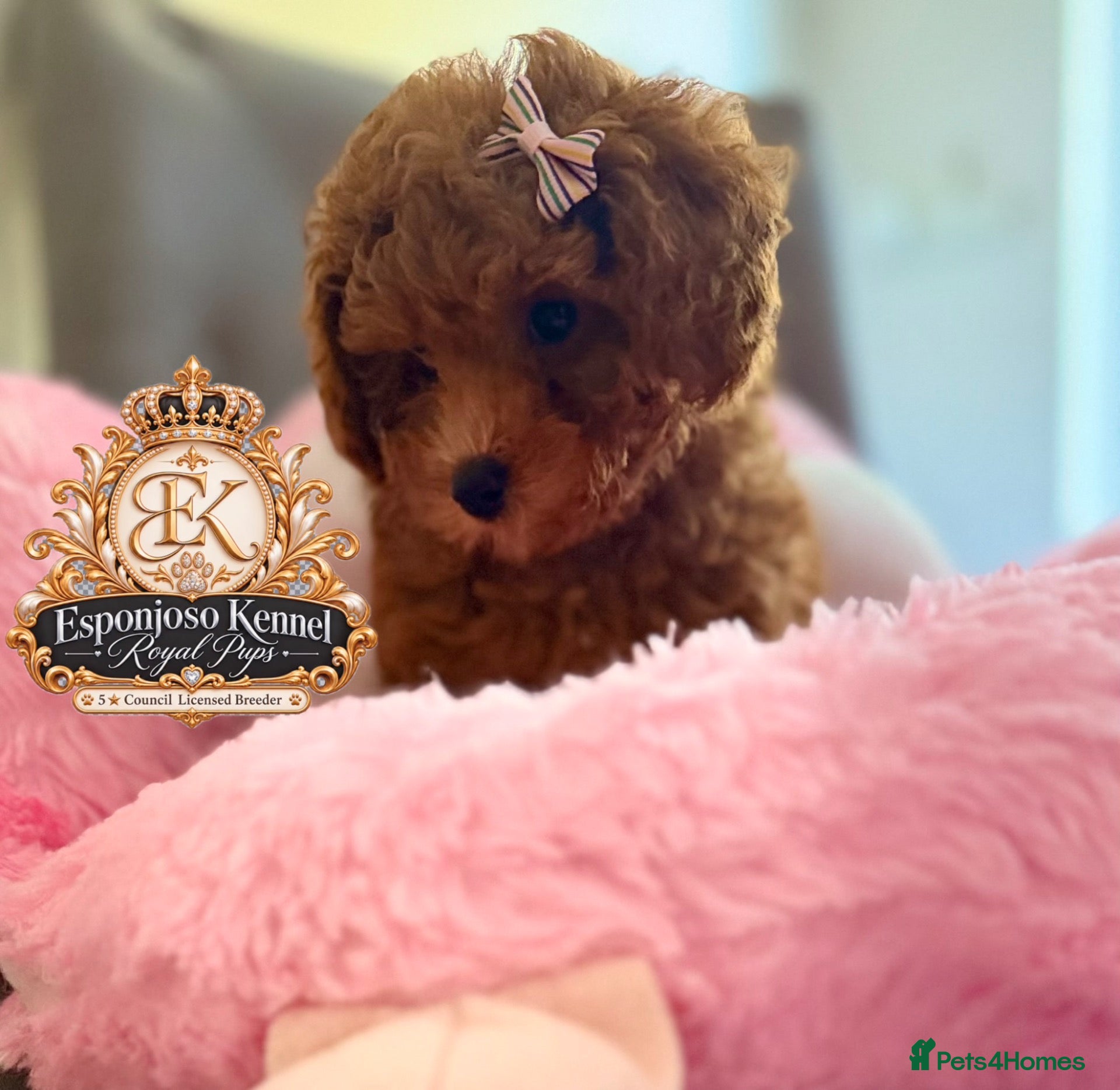 Toy Poodle dogs Ready NOW  🏡5⭐ Licensed ESPONJOSO Toy Poodle👑 - Advert 7