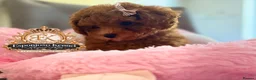 Toy Poodle dogs for sale: 1 Last girl 🏡5⭐ Licensed ESPONJOSO Toy Poodle👑 - Advert 12
