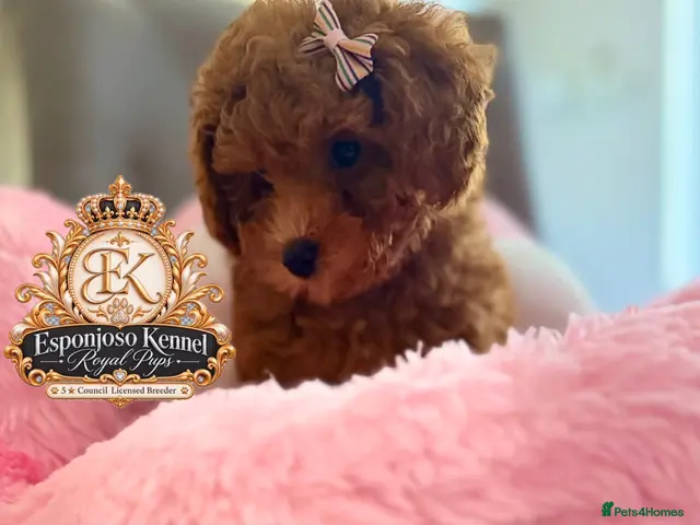 Toy Poodle dogs for sale: 1 Last girl 🏡5⭐ Licensed ESPONJOSO Toy Poodle👑 - Advert 8