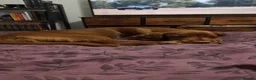 Cocker Spaniel dogs for sale: Female Cocker Spaniel 6 months  - Advert 5