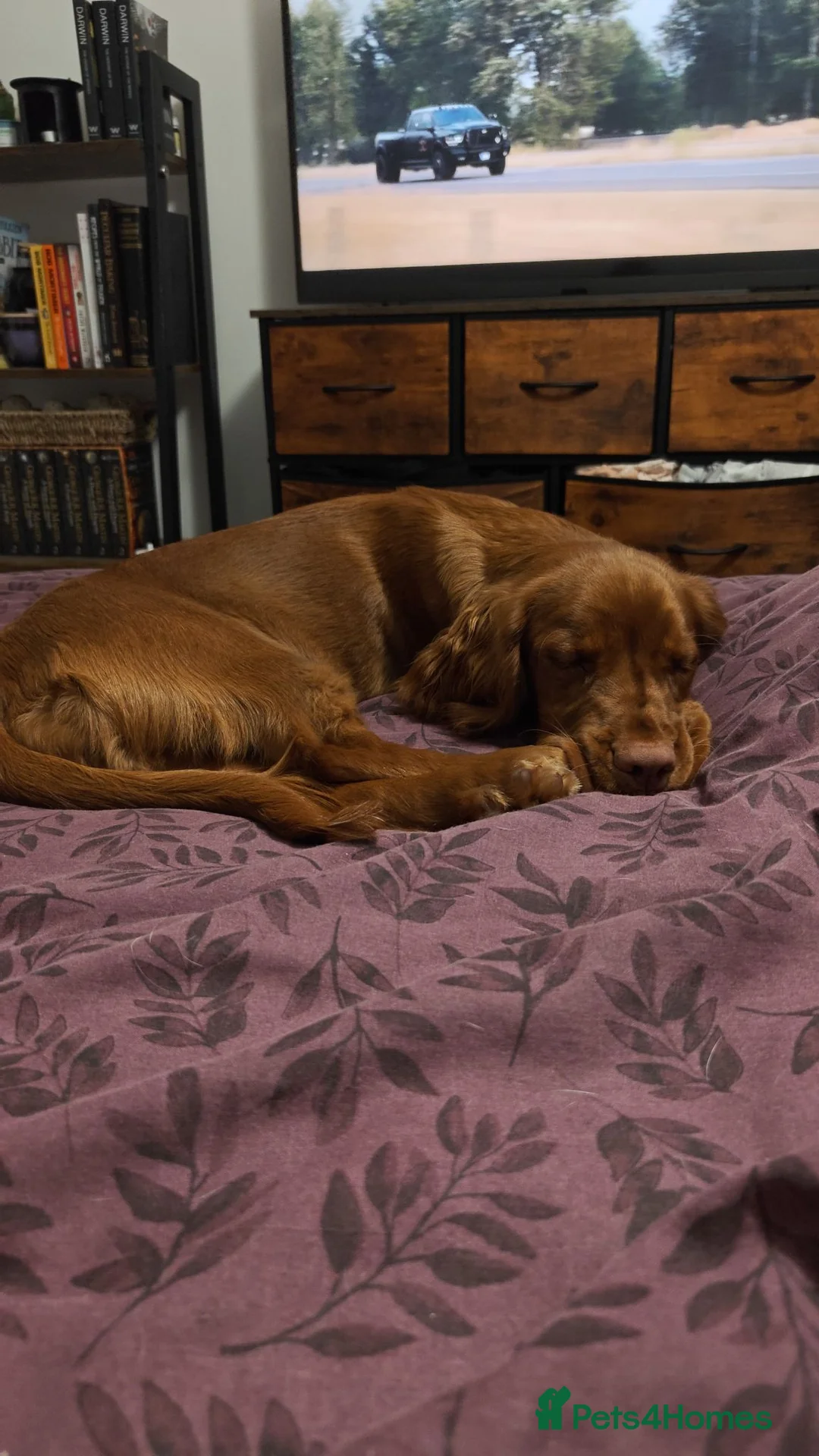 Cocker Spaniel dogs for sale: Female Cocker Spaniel 6 months  - Advert 5