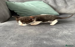 Domestic Shorthair cats for sale: Beautiful kittens  - Image 6